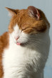 Katze in der Sonne
