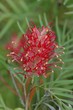 Cleoma sp. (Spinnenblume)