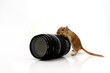 hamster with a lens