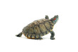 Photo en ligne au meilleur prix turtle