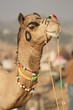 Regal Camel