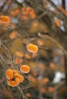 persimmon tree