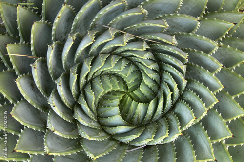Succulent