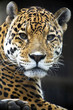 Close up Leopard Portrait Close up Leopard Portrait