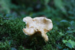 girolle