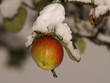 Foto: Apfelbaum, Apfel von Schnee bedeckt Apfelbaum, Apfel von Schnee bedeckt