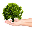 Female hands and tree Female hands and tree