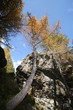 MELEZE EN AUTOMNE CHAMONIX