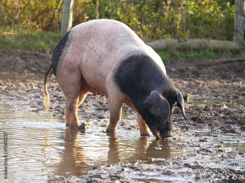 Photo: Schwäbisch Hällisches Schwein Schwäbisch Hällisches Schwein