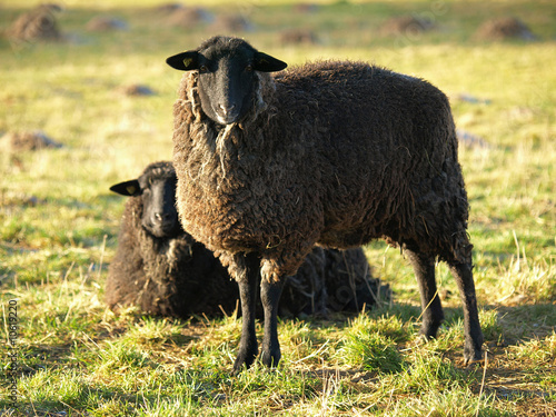 Photo: Pommernschaf Pommernschaf