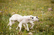 Two cute playful little lambs on meadow