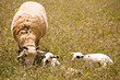 A sheep with two cute little lambs on meadow