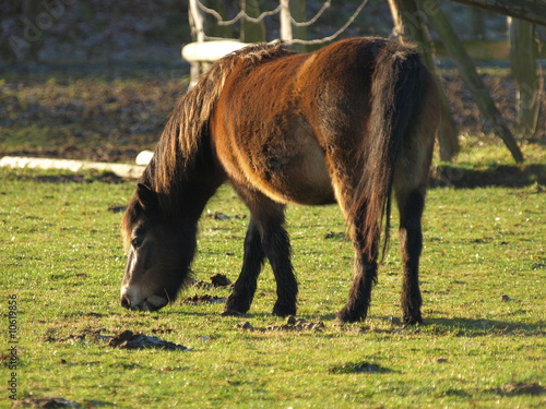 Photo: Exmoor-Pony Exmoor-Pony