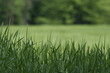 herbe