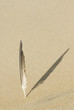 plume07