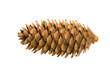 Brown cone