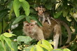 Longtail macaque with young Longtail macaque with young