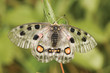 nomion butterfly