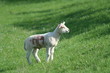 Agneau au Printemps