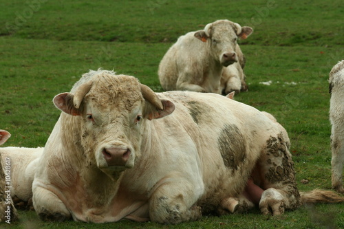 Taureau charolais dans un pré