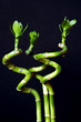 Photo: Twisted green bamboo plants on black background Twisted green bamboo plants on black background