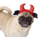 pug devil dog