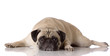 tired pug dog