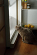 cat looking for meat in the refrigerator