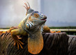 Orange Iguana