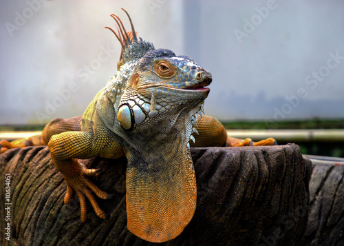 Orange Iguana