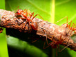Red ant  1
