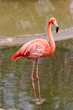 Pink Flamingo