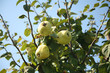 close up shot from a quince tree