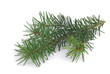 Tannenzweig - fir branch 04