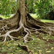 Arbre au jardin de pamplemousse Ile Maurice Arbre au jardin de pamplemousse Ile Maurice