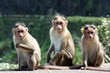 Three Monkeys