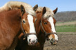 Draft Horses