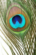Peacock feather macro closeup Peacock feather macro closeup