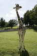girafe