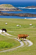 Meadow at the coast