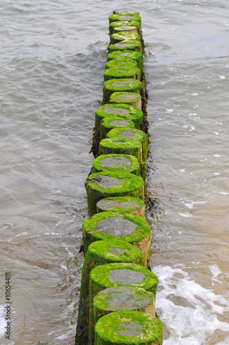 Photo: Troncs verts Troncs verts