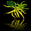nuit d'ylang-ylang nuit d'ylang-ylang