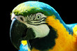 Parrot