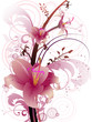 Star Gazer Lily Star Gazer Lily