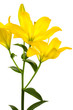 Beautiful yellow lily Beautiful yellow lily