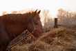 Horse eats hay
