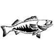 walleye fish vector walleye fish vector