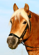 Haflinger
