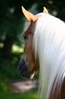Haflinger