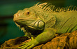 Green water dragon Green water dragon